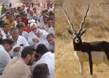 ਰਾਜਸਥਾਨ ਵਿੱਚ ਪੰਜਾਬ ਦੇ ਸ਼ਿਕਾਰੀਆਂ ਨੇ ਇੱਕ ਹਿਰਨ ਨੂੰ ਗੋਲੀ ਮਾਰ ਦਿੱਤੀ, ਪਿੰਡ ਵਾਸੀ ਗੁੱਸੇ ਵਿੱਚ ਆਏ, ਟਿੱਬਿਆਂ ਵਿੱਚ 40 ਕਿਲੋਮੀਟਰ ਤੱਕ ਪਿੱਛਾ ਕੀਤਾ ਅਤੇ 6 ਨੂੰ ਫੜ ਲਿਆ।