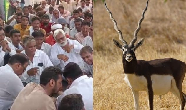 ਰਾਜਸਥਾਨ ਵਿੱਚ ਪੰਜਾਬ ਦੇ ਸ਼ਿਕਾਰੀਆਂ ਨੇ ਇੱਕ ਹਿਰਨ ਨੂੰ ਗੋਲੀ ਮਾਰ ਦਿੱਤੀ, ਪਿੰਡ ਵਾਸੀ ਗੁੱਸੇ ਵਿੱਚ ਆਏ, ਟਿੱਬਿਆਂ ਵਿੱਚ 40 ਕਿਲੋਮੀਟਰ ਤੱਕ ਪਿੱਛਾ ਕੀਤਾ ਅਤੇ 6 ਨੂੰ ਫੜ ਲਿਆ।